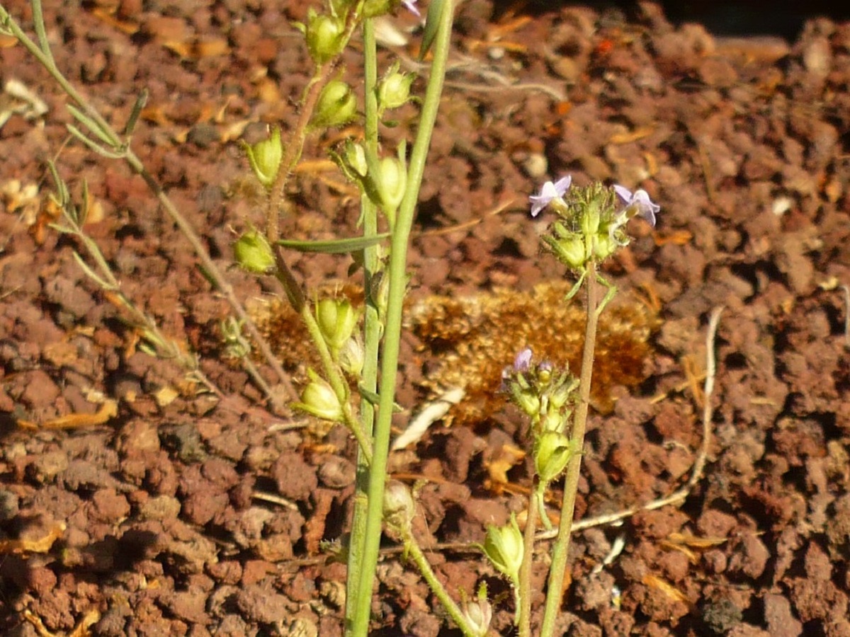 Linaria arvensis (Plantaginaceae)